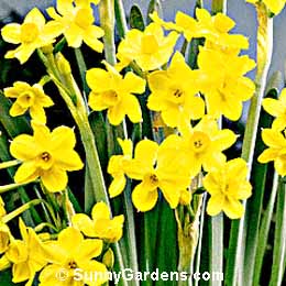 Narcissus, Daffodil