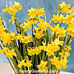 Narcissus, Daffodil