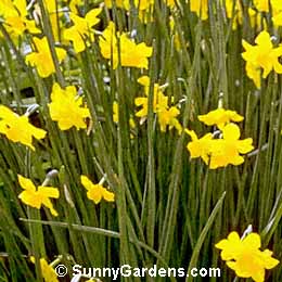 Narcissus, Daffodil