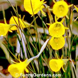 Narcissus bulbocodium, Hoop Petticoat Daffodil