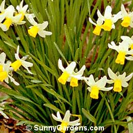 Narcissus cyclamineus, Daffodil