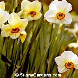 Narcissus poeticus, Poet's Narcissus