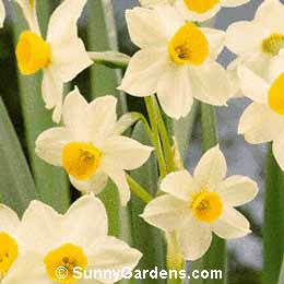 Narcissus tazetta, Daffodil