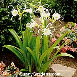 Hymenocallis narcissiflora, Peruvian Daffodil, Spider Lily