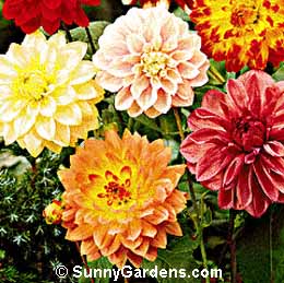 Dahlia