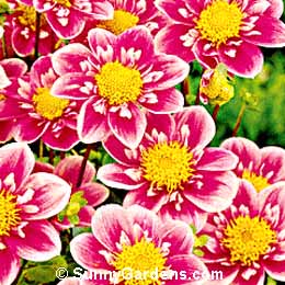 Dahlia, Collarette Dahlia