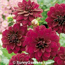 Dahlia