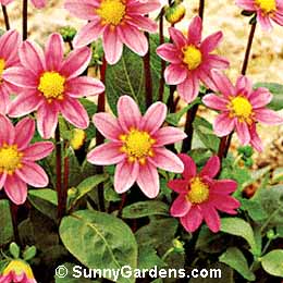 Dahlia