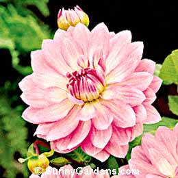Dahlia