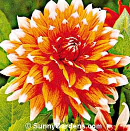 Dahlia, Decorative Dahlia
