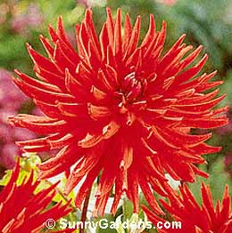 Dahlia