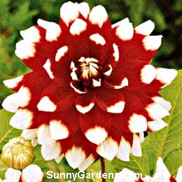 Dahlia
