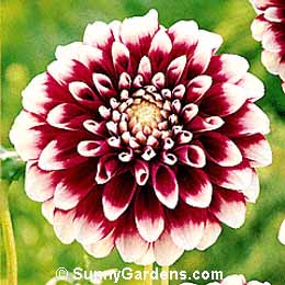 Dahlia