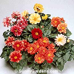 Dahlia, Dwarf Dahlia