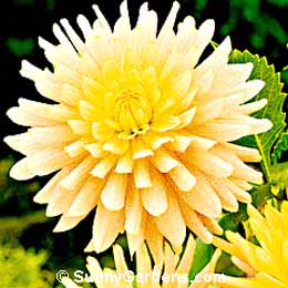 Dahlia, Cactus Dahlia