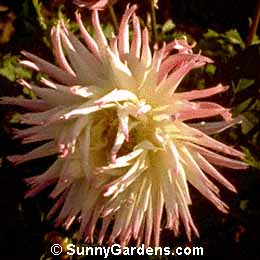 Dahlia