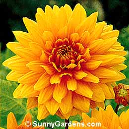 Dahlia