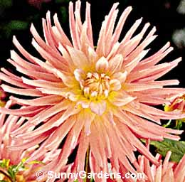 Dahlia, Cactus Dahlia