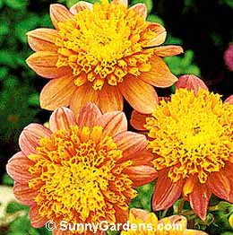 Dahlia