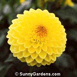 Dahlia