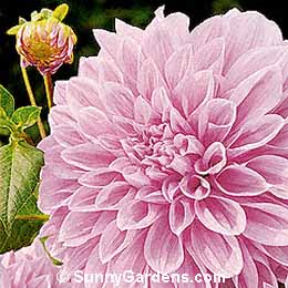 Dahlia