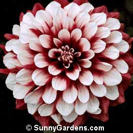 Dahlia