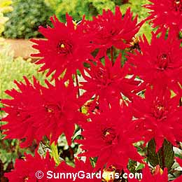 Dahlia