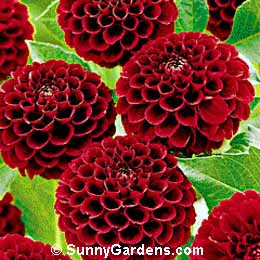 Dahlia, Pompom Dahlia