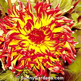 Dahlia, Cactus Dahlia