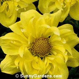 Dahlia