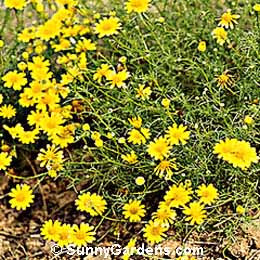 Dyssodia tenuiloba, Dahlberg Daisy