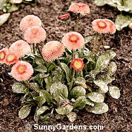 Bellis perennis, English Daisy