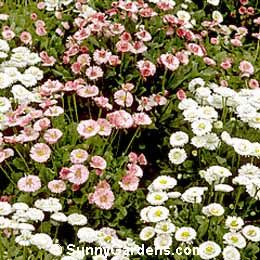 Bellis perennis, English Daisy