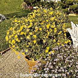 Gamolepis chrysanthemoides, Sunsplash Daisy