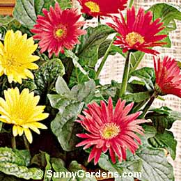 Gerbera jamesonii, Transvaal Daisy