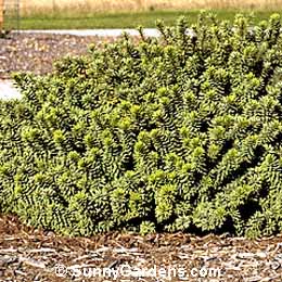 Daphne x burkwoodii, Burkwood Daphne