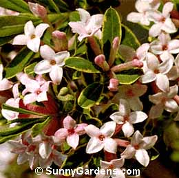 Daphne x burkwoodii