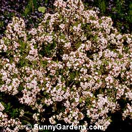 Daphne x burkwoodii