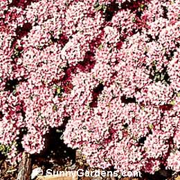 Daphne cneorum, Garland Flower, Garland Daphne