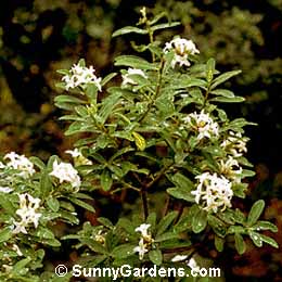 Daphne cneorum, Garland Daphne