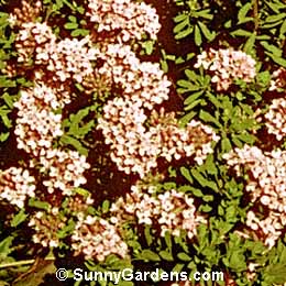 Daphne cneorum