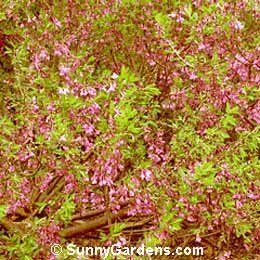 Daphne genkwa, Lilac Daphne