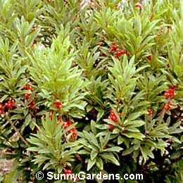 Daphne mezereum, February Daphne