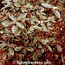 Daphne odora, Winter Daphne, Fragrant Daphne