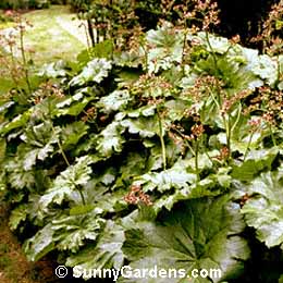 Darmera peltata, Umbrella Plant, Indian Rhubarb, Peltiphyllum peltatum