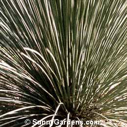 Dasylirion longissimum, Mexican Grass Tree, Bear Grass, Sotol