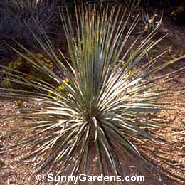 Dasylirion wheeleri, Sotol, Desert Spoon