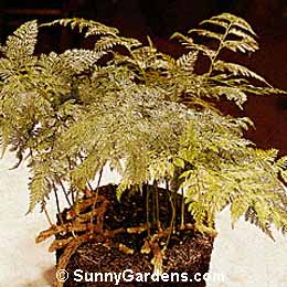 Davallia trichomanoides, Squirrel's Foot Fern