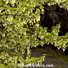 Davidia involucrata vilmoriniana, Dove Tree, Ghost Tree, Handkerchief Tree
