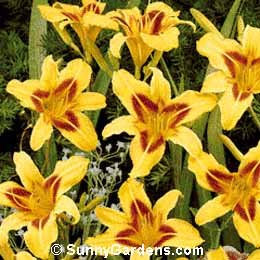 Hemerocallis, Daylily